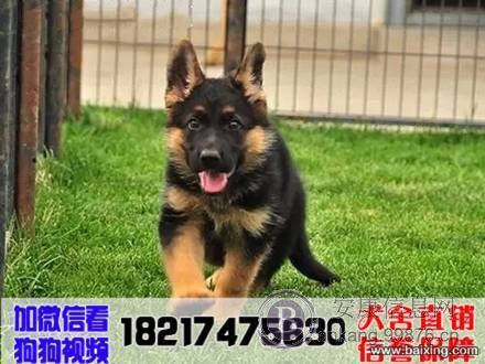 黑背弓背狼狗德国牧羊犬牧羊犬幼犬马犬活体宠物狗狗