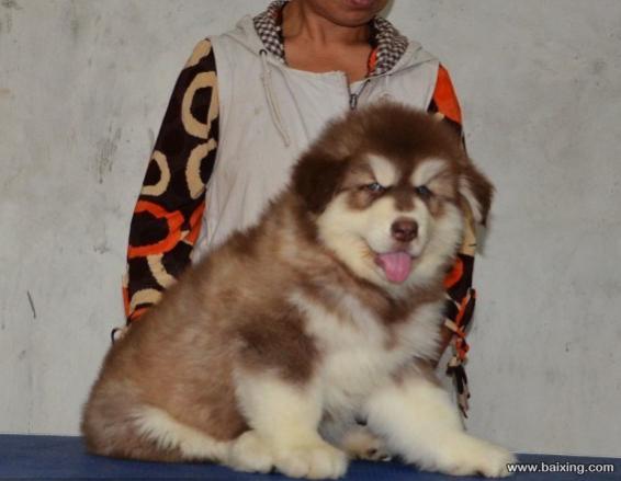 专业繁殖纯种红黑色阿拉斯加幼犬,品相好购买有保障