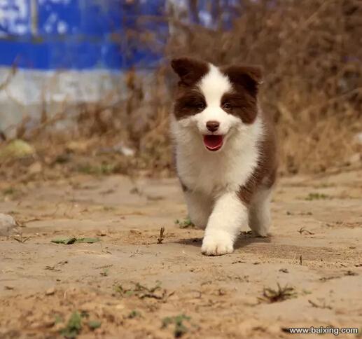 纯种七白到位边境牧羊犬 疫苗蛔虫打好支持上门购买